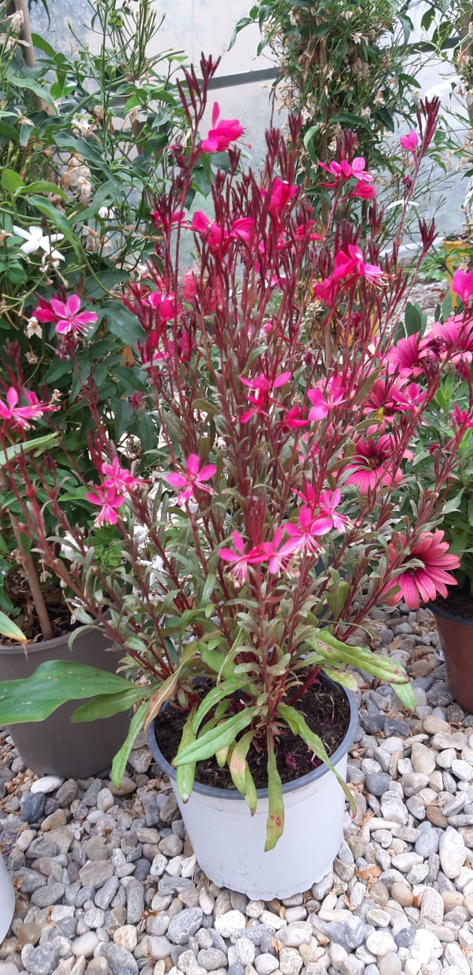 Gaura