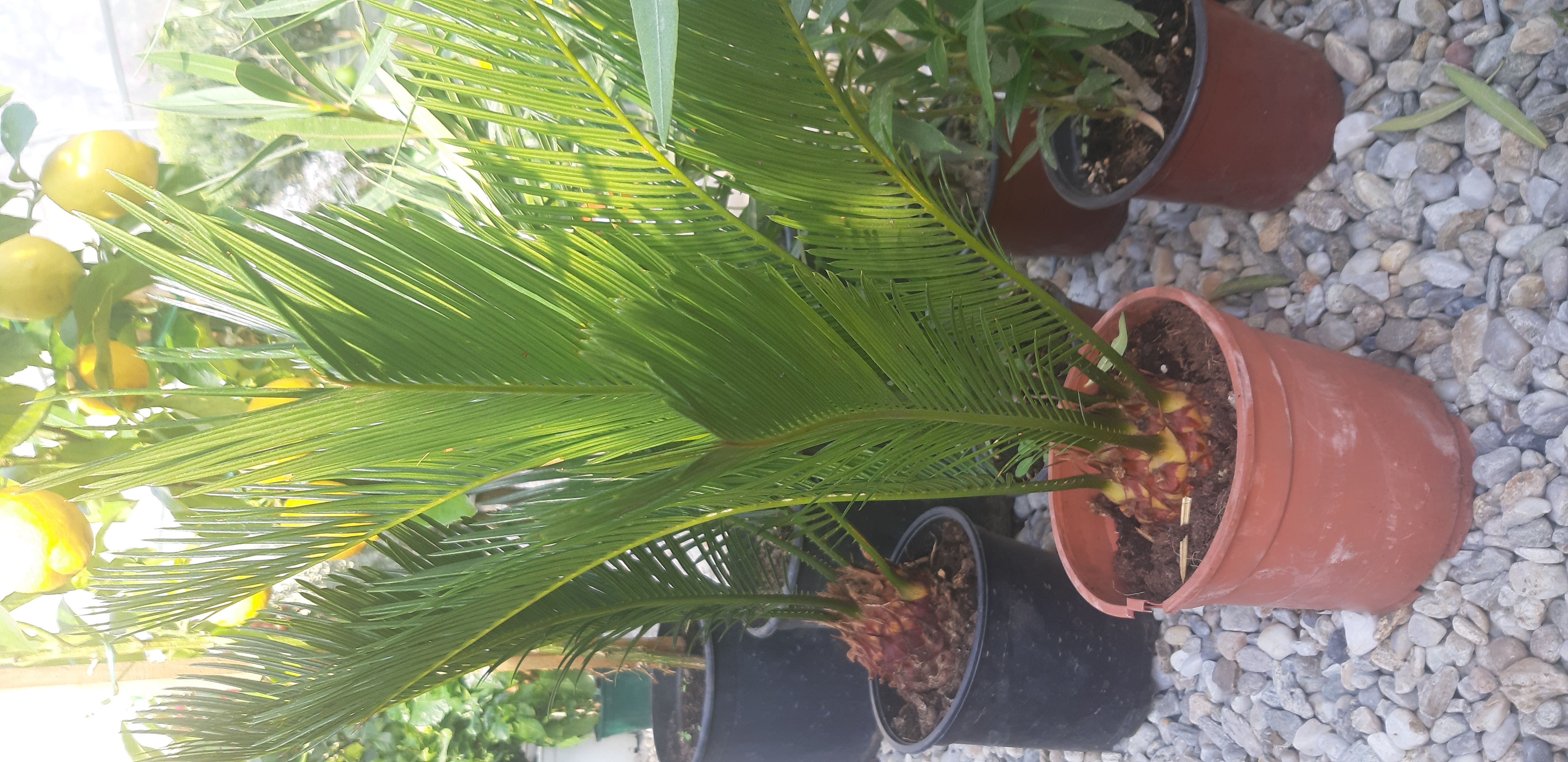 Cycas