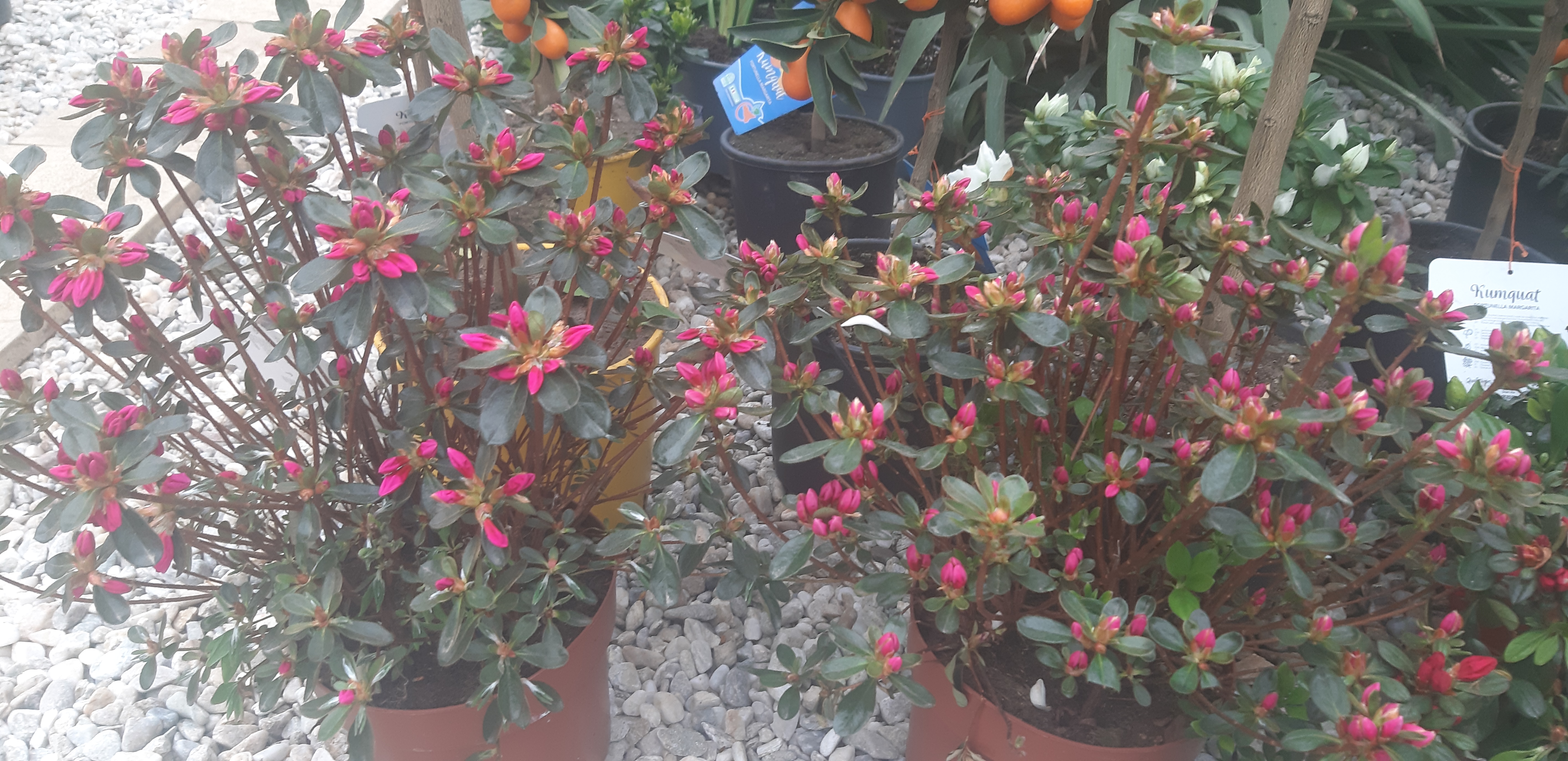 Azalee japonica