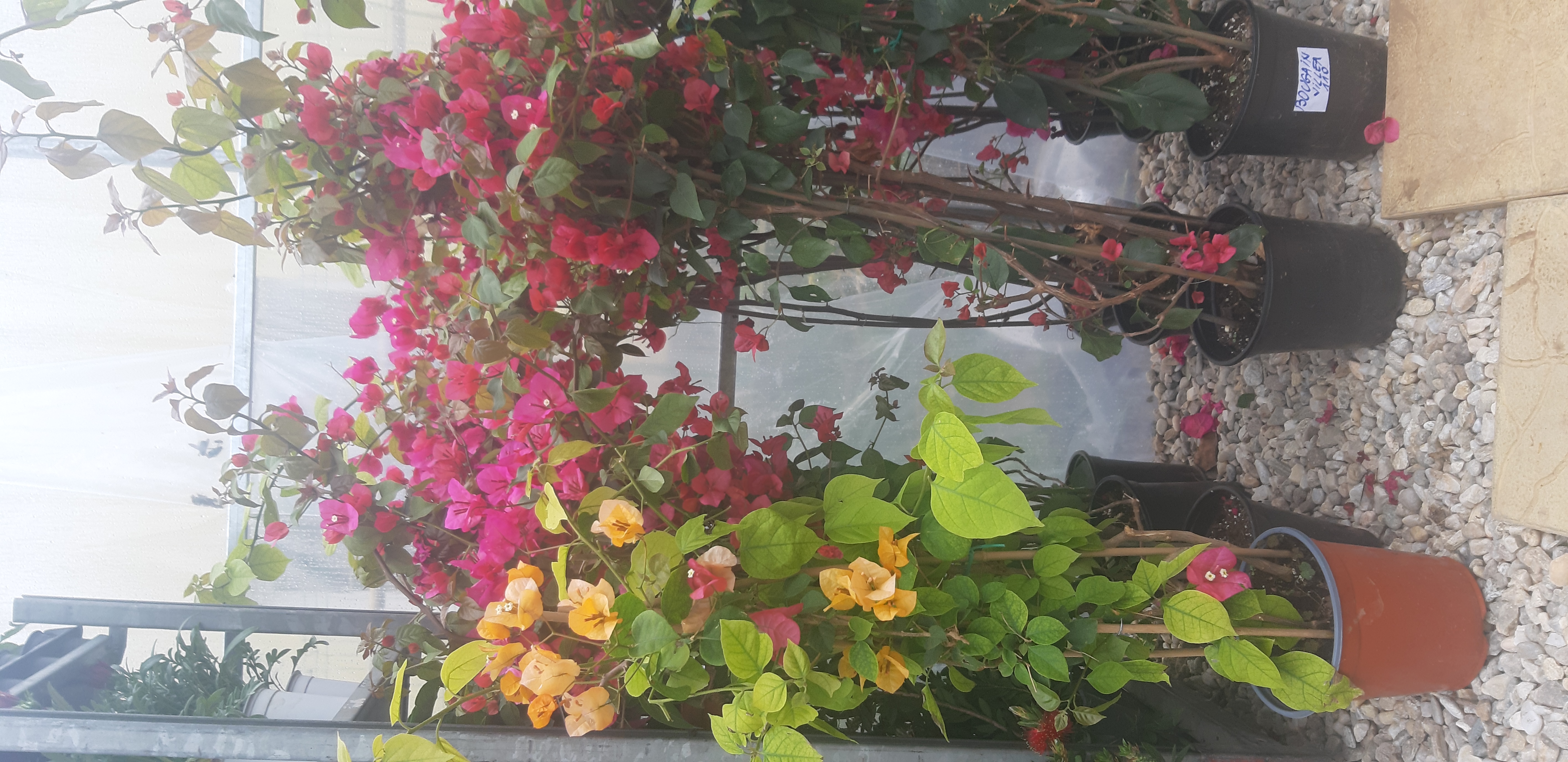 Bougainvillea