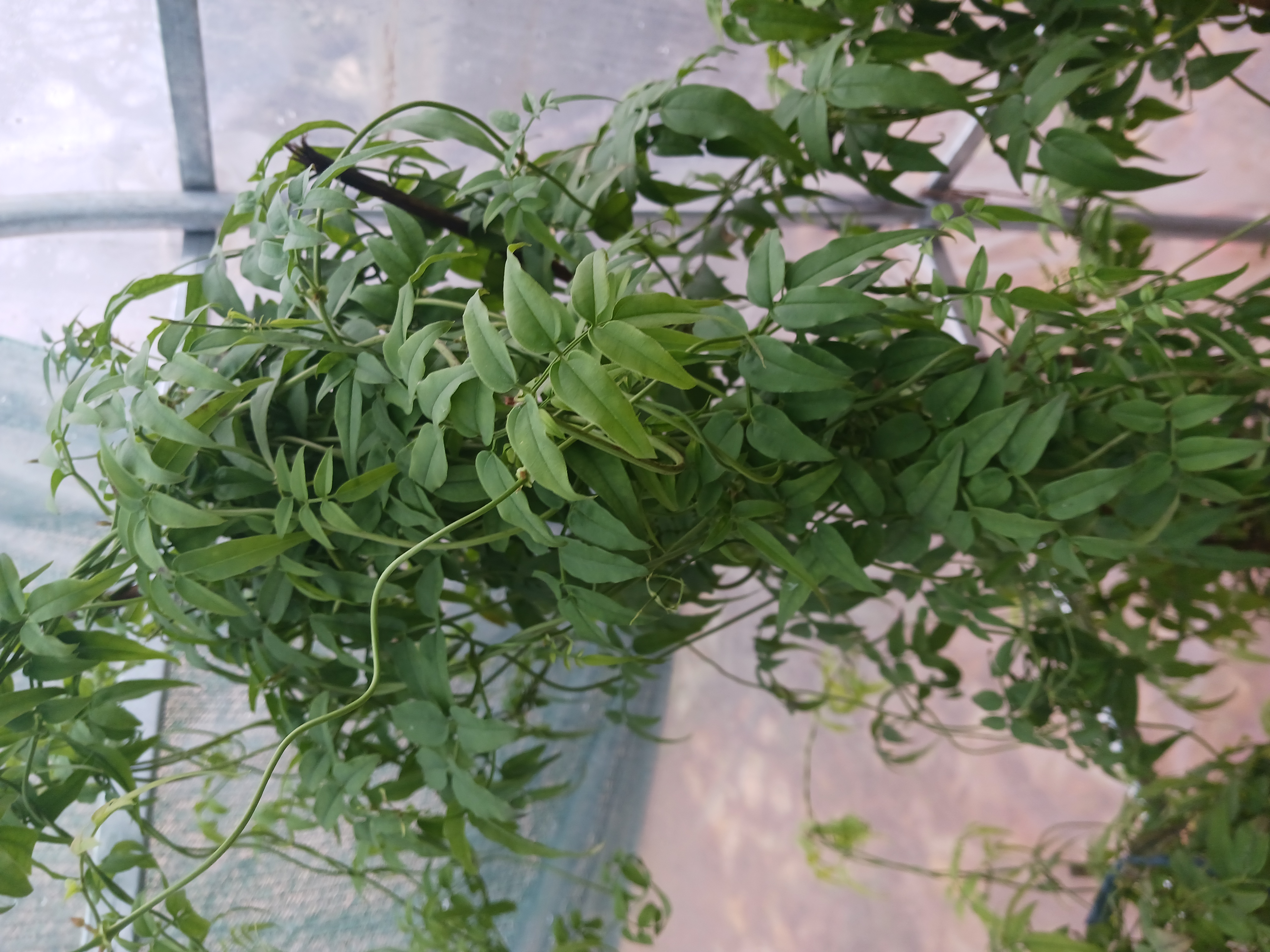 Jasmin