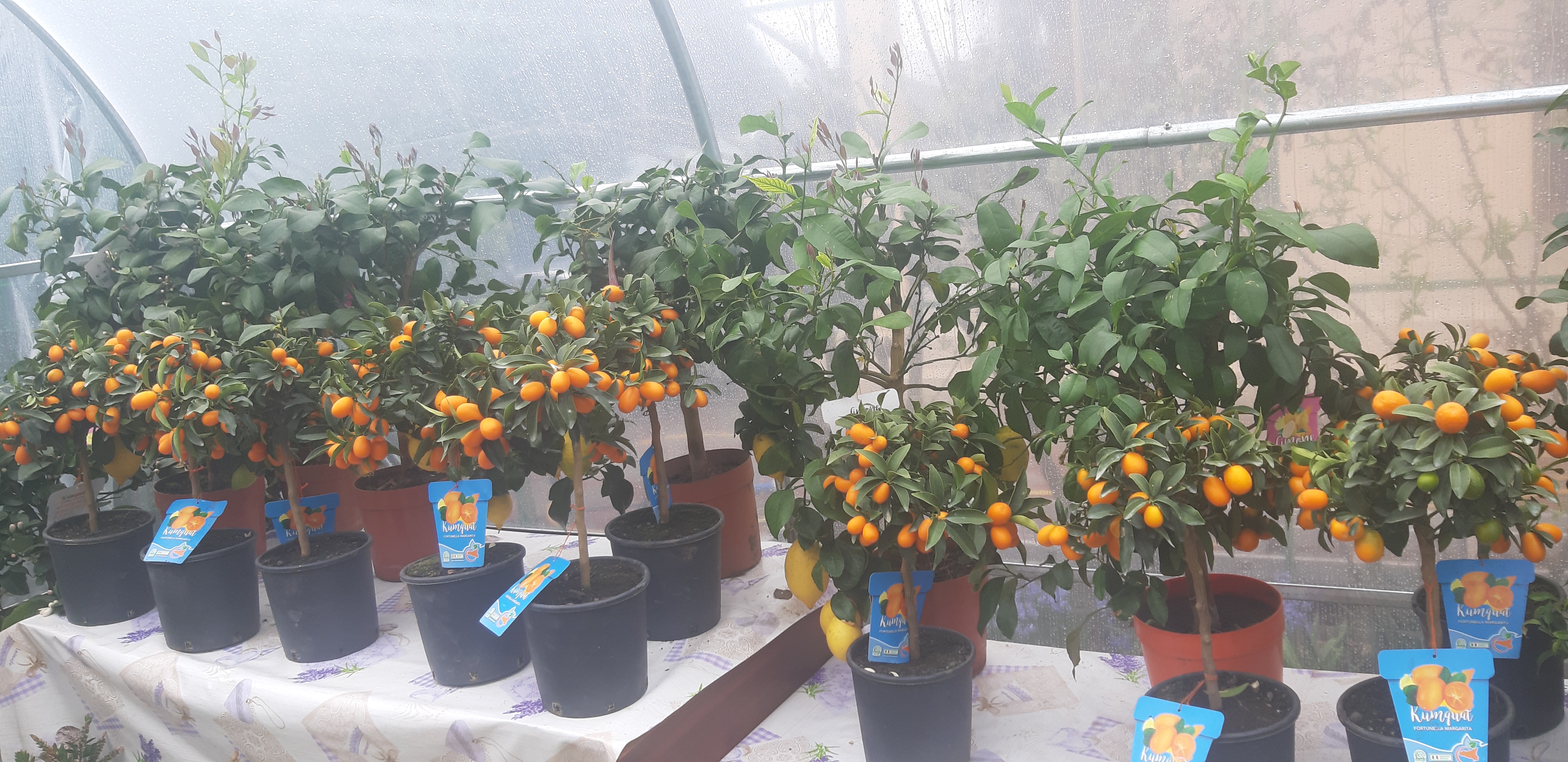 Kumquat - citrice