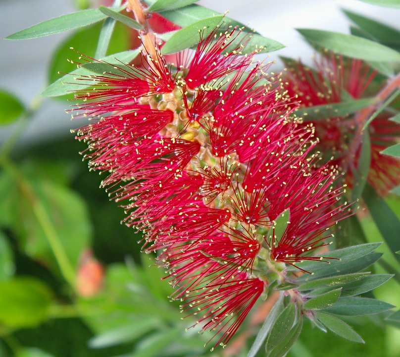 Callistemon