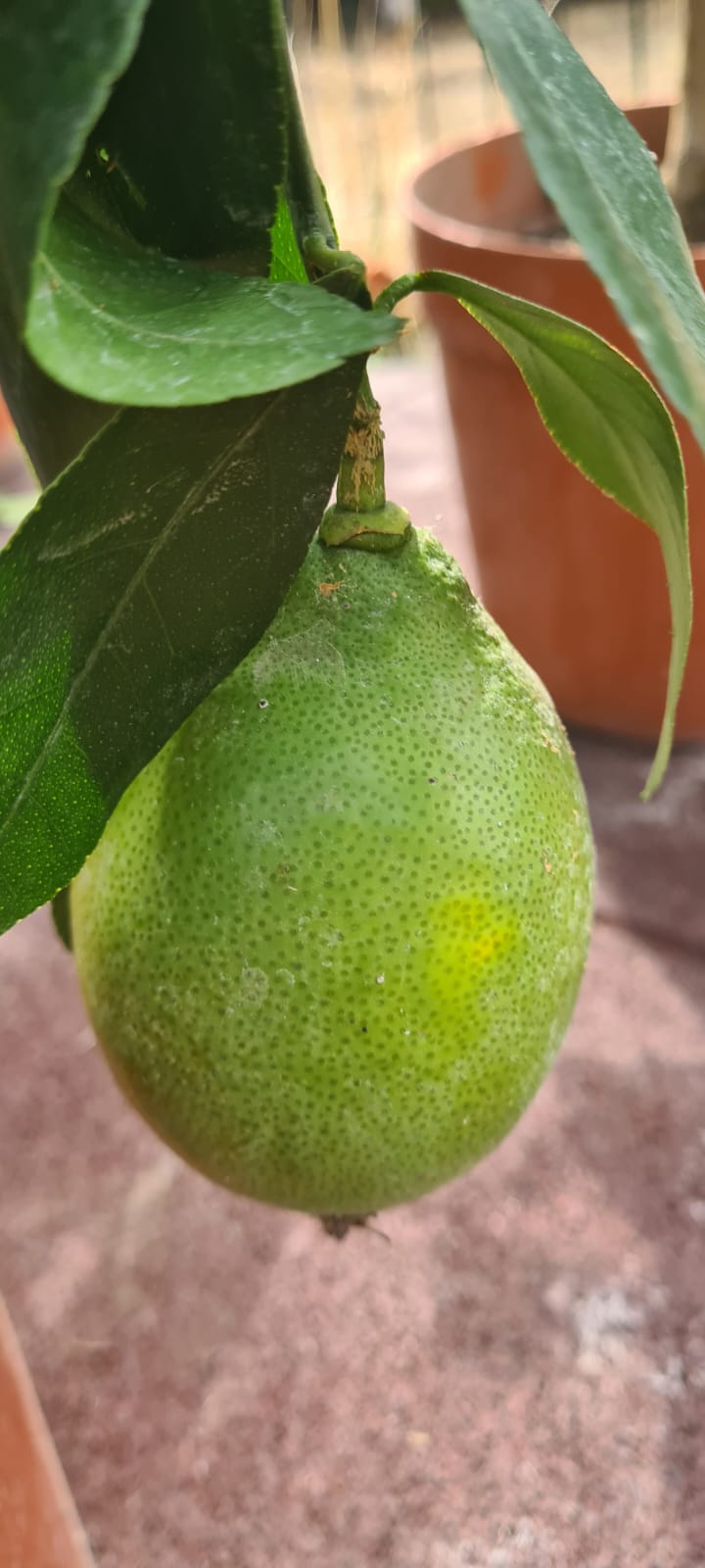 Lamai 4 anotimpuri