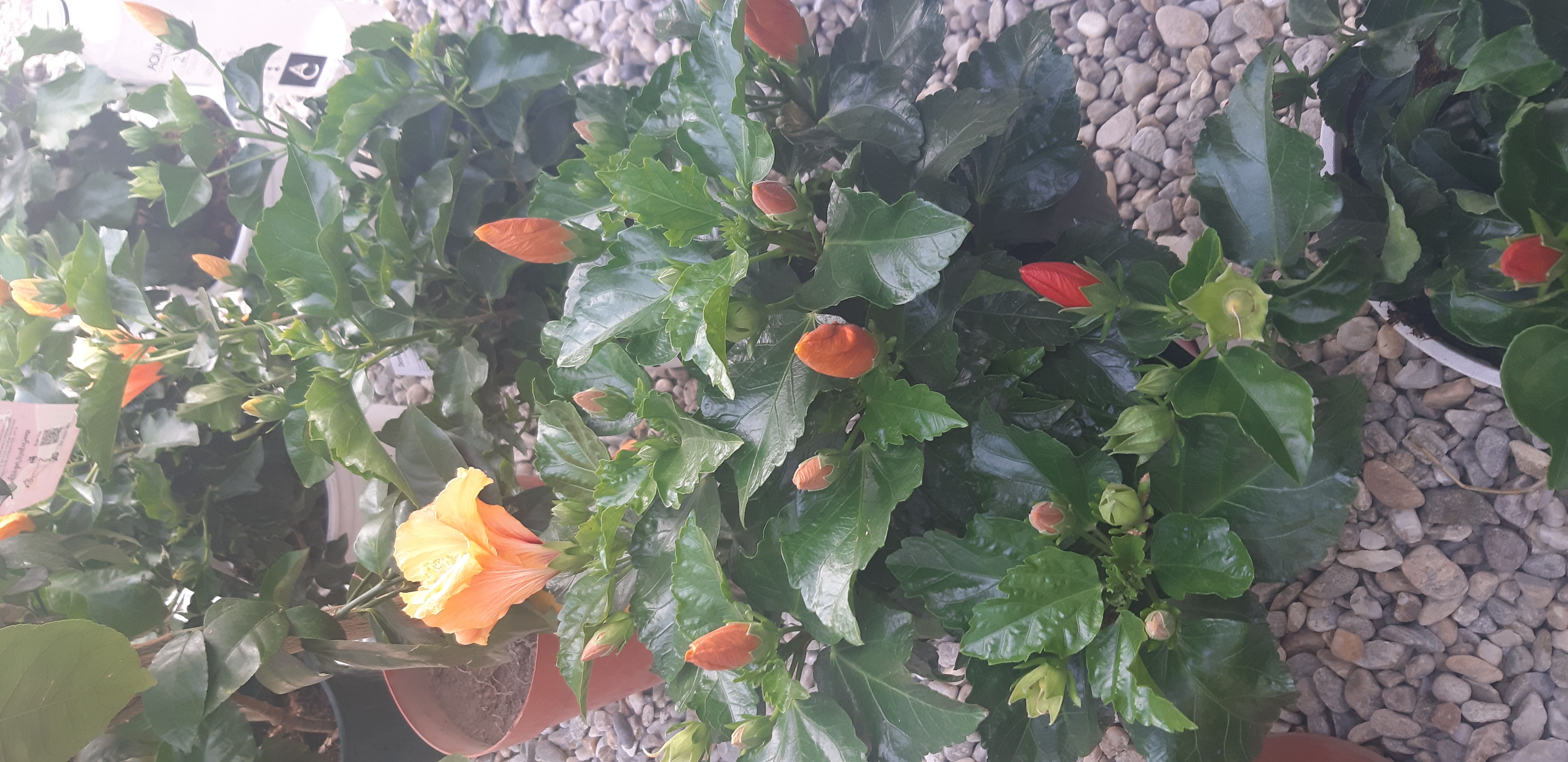 Hibiscus