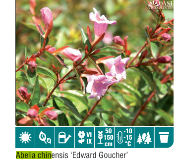Abelia Chin Edward Goucher