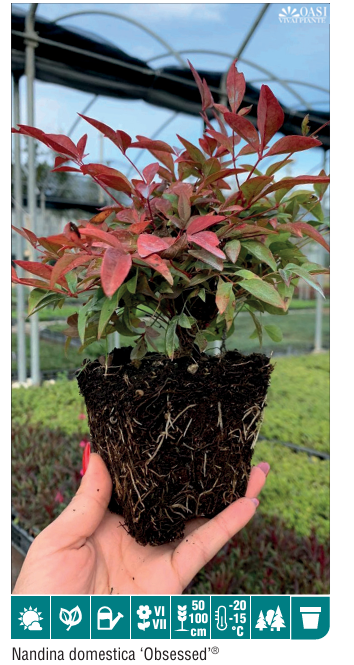 Nandina Domestica Obsessed