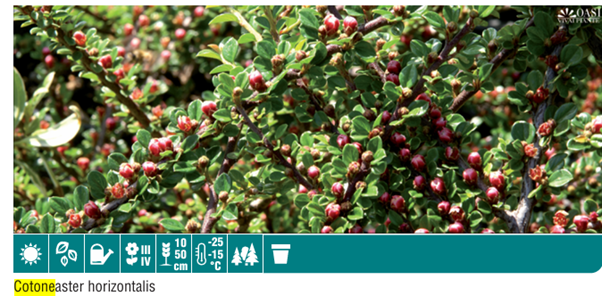 Cotoneaster Horizontalis