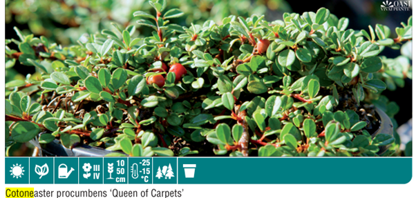 Cotoneaster Queen of Carpet