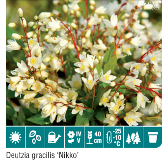 Deutzia Gracilis Nikko