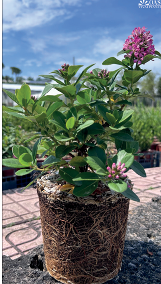 Escallonia leavis Pink Elle