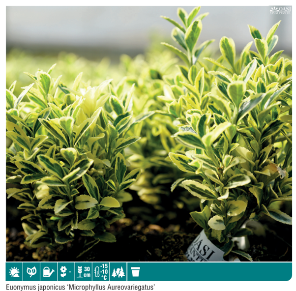 Euonymus Japonica Pulch Albovariegatus