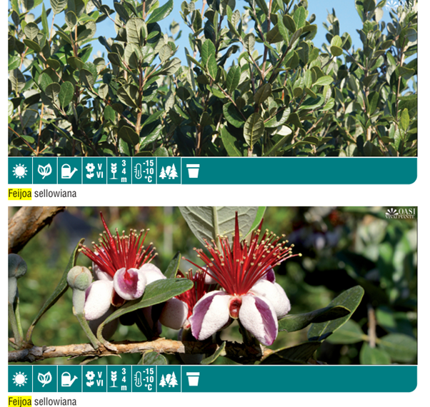 Feijoa Sellowiana