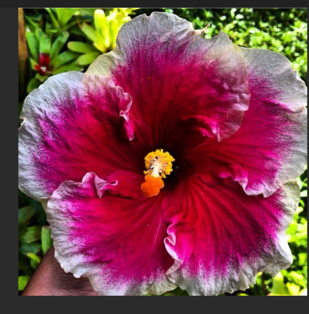 Hibiscus rezistent la ger