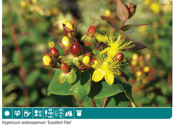Hypericum Andr Excellent Flair