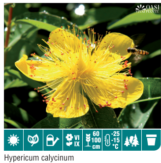 Hypericum Calicynum