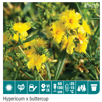 Hypericum Buttercup