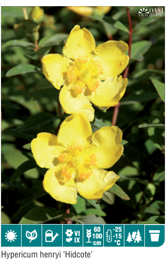 Hypericum Hidcote