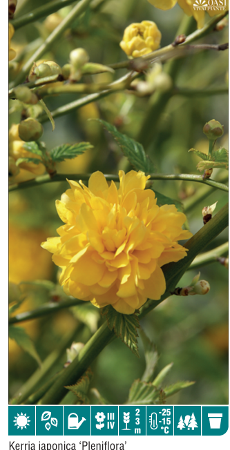 Kerria Japonica Pleniflora