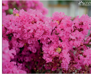 Lagerstroemia