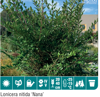 Lonicera Nitida Nana