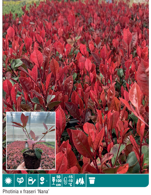 Photinia Fraseri Nana