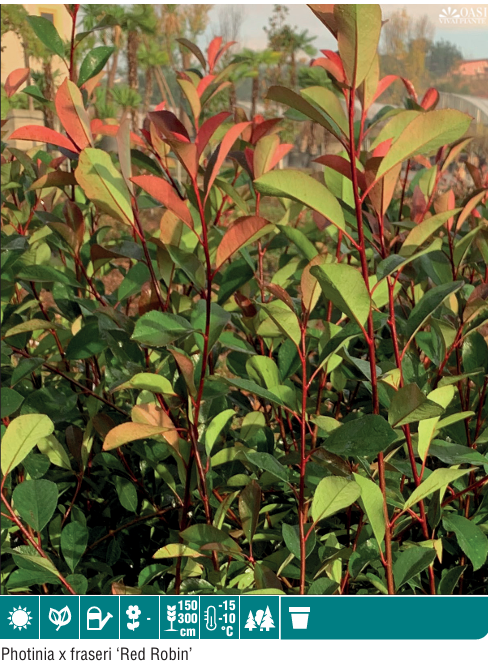Photinia Red Robin