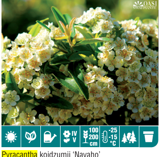 Pyracantha Koidz Navaho