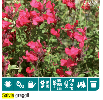 Salvia Greggi Rossa si Amethyst