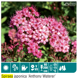 Spirea Japonica Anthony Waterer