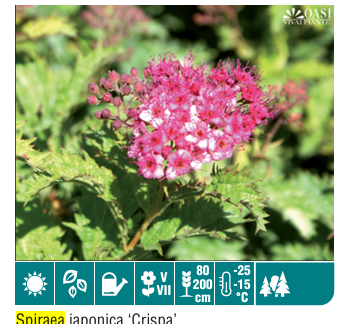 Spirea Japonica Crispa