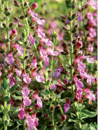 Tecrium chamaedrys