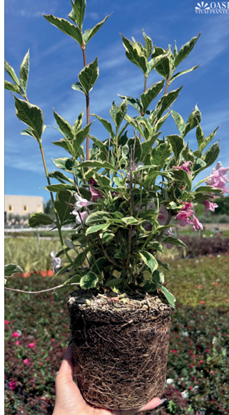 Weigela Midd Newport Red