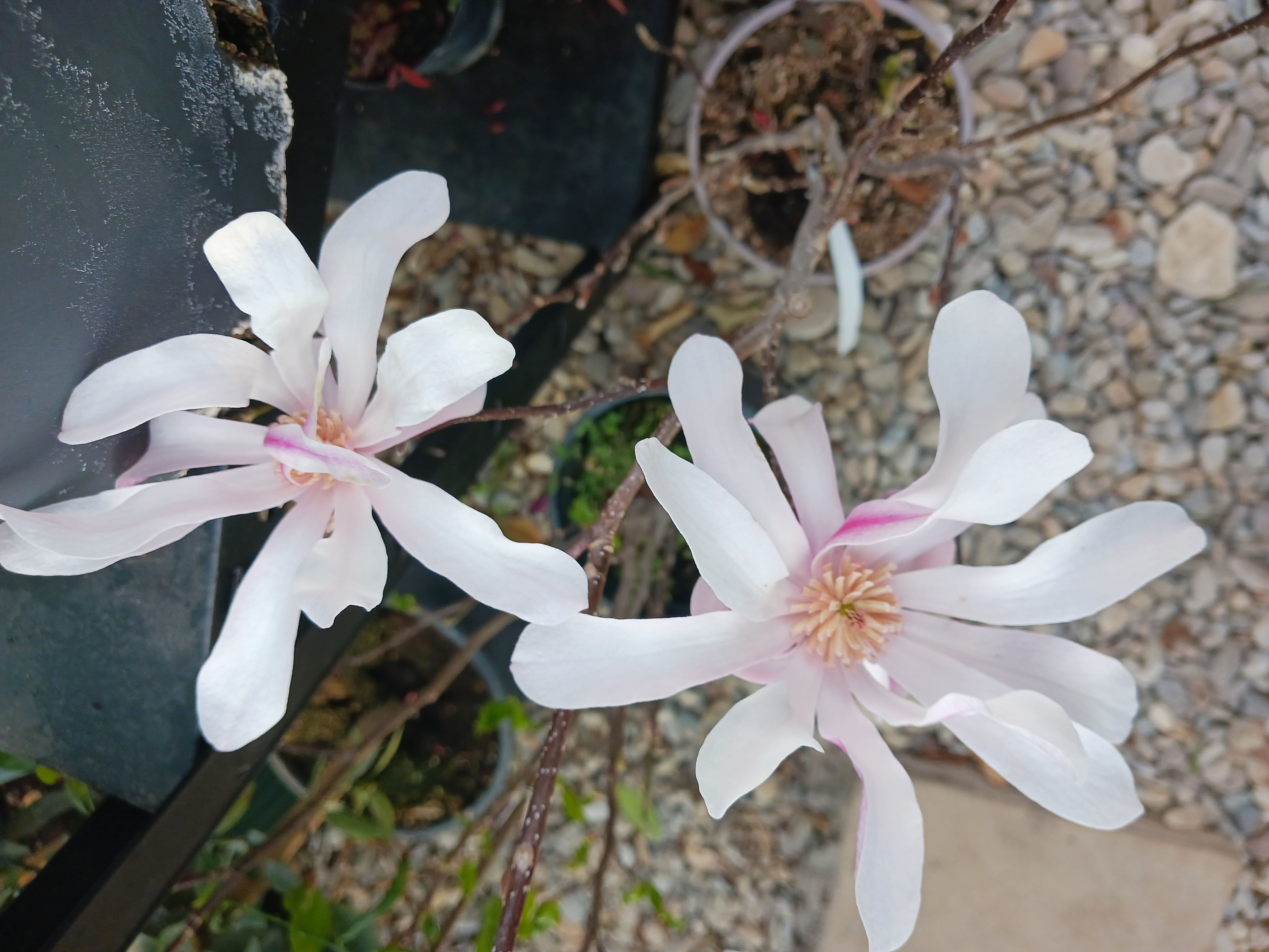 Magnolie