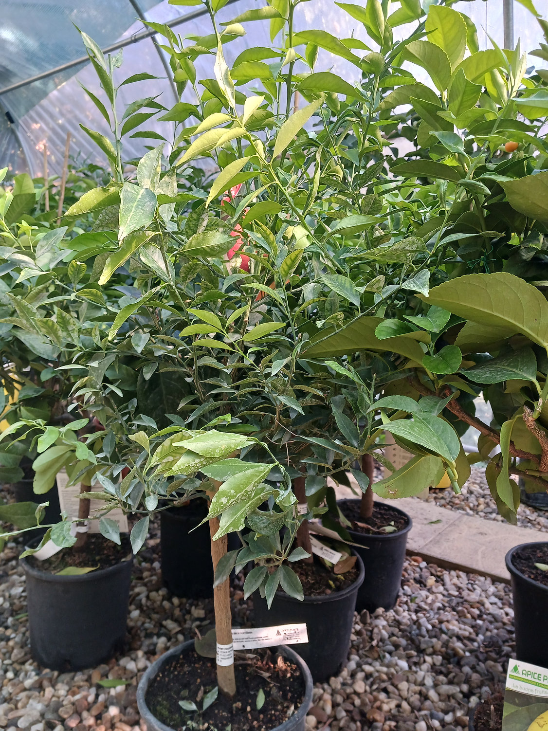 Limequat inaltWhite