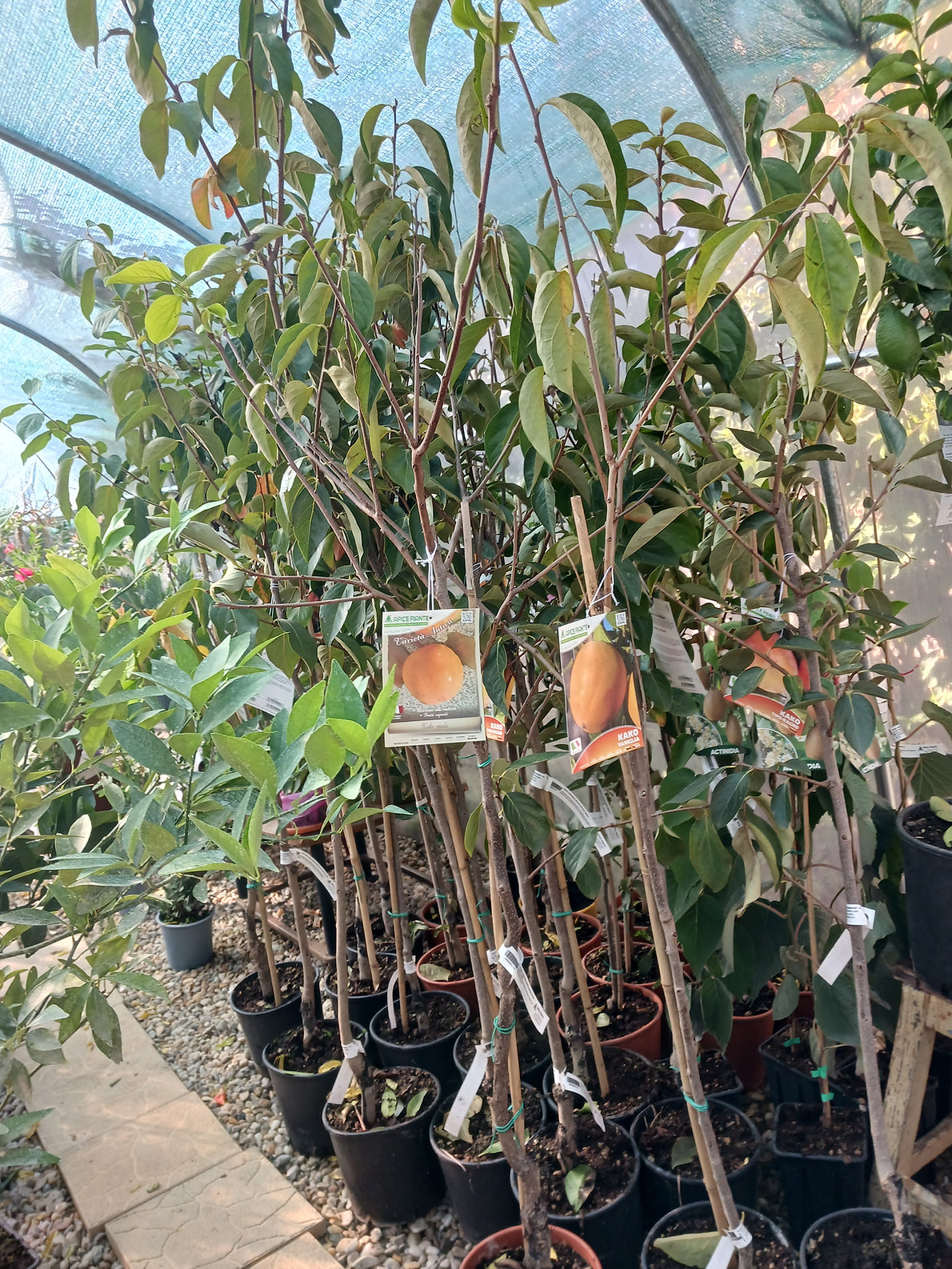 Kaki - Kako Loto di Romagna