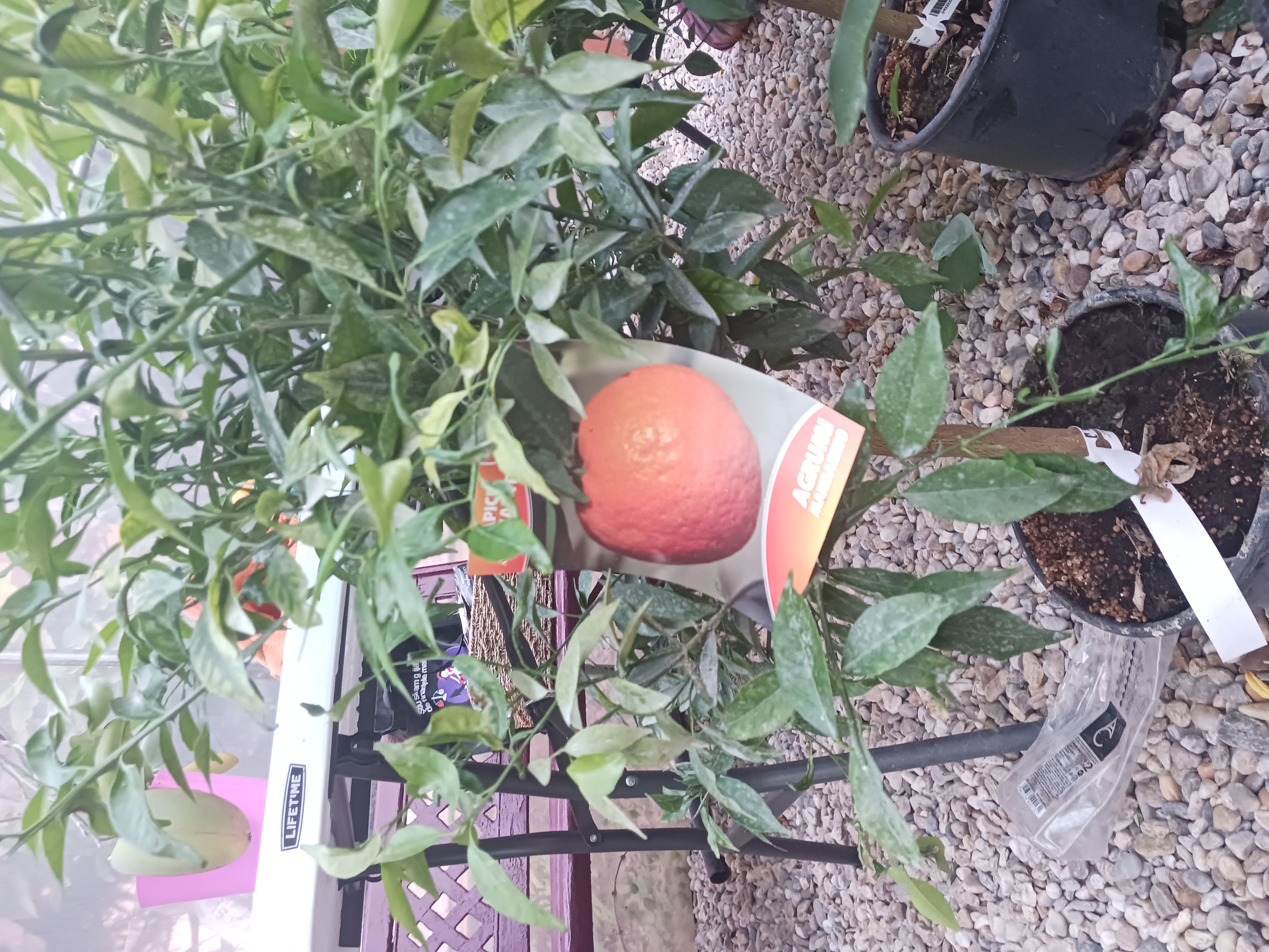 Mandarin - citrus