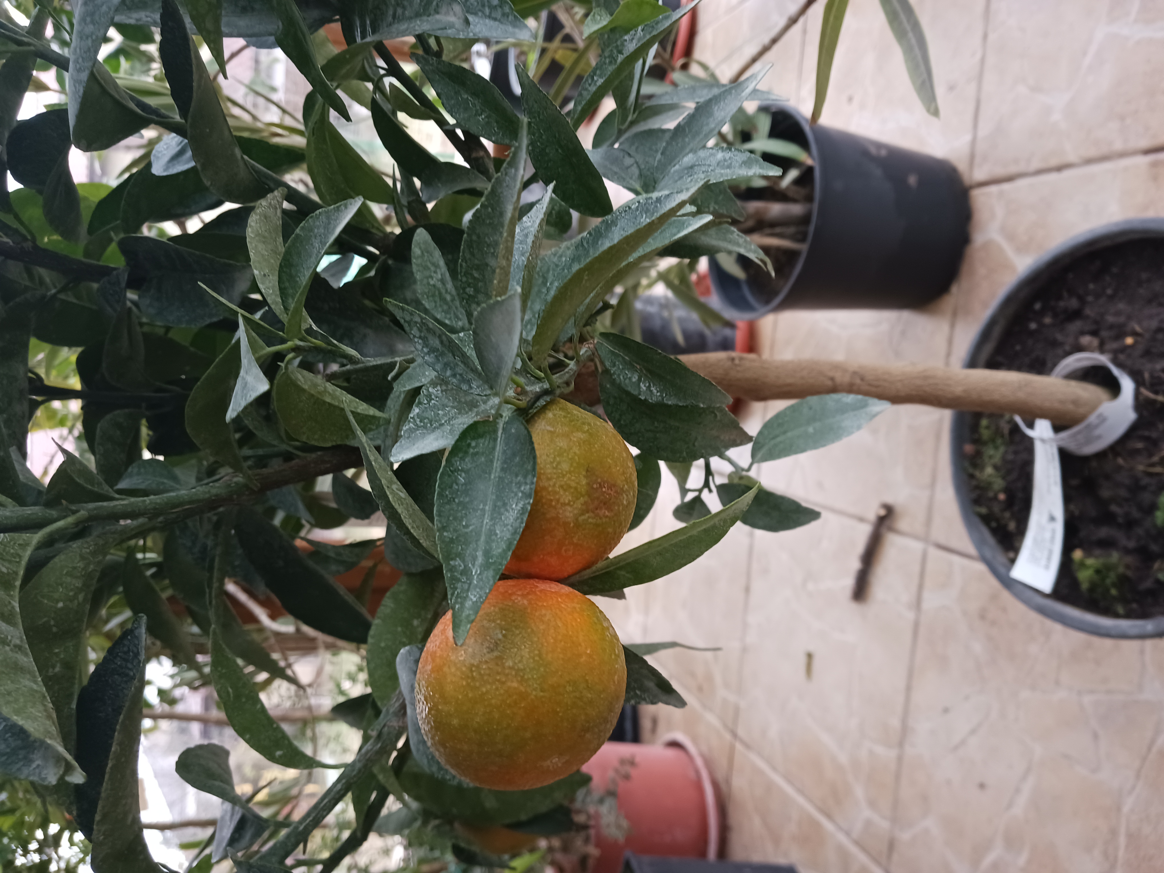 Clementin - citrus